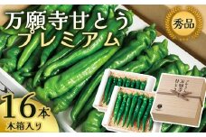 プレミアム 万願寺甘とう 16本入 木箱入 厳選 希少品 特別 高品質 GI 地理的表示 【数量限定】【2025年夏発送分】 農協 JA 京の伝統野菜 万願寺とうがらし 甘とう 特別 京都 舞鶴