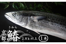 【11月～4月中旬発送】 漁師直送！！ 一本釣り 京都鰆 2.8kg 以上 鮮魚 1尾 天然 新鮮 鮮度抜群 冷蔵 ナマモノ 寒さわら 活締め