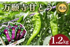 【2025年夏発送分】 万願寺甘とう 化粧箱入 秀品 1.2kg 野菜 万願寺 万願寺とうがらし 甘唐辛子 甘とう 辛くない 夏野菜 緑黄色野菜 伝統野菜 地場野菜 地物 農協直送 京野菜 特産品 詰め合わせ ギフト 旬の野菜 京都産 舞鶴産 京都 舞鶴 舞鶴市JA