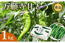 【2025年夏発送分】万願寺甘とう 化粧箱入 秀品 1kg 選べる容量 野菜 夏野菜 旬 地場産 地場野菜 地元野菜 発祥 伝統 京野菜 伝統野菜 万願寺とうがらし