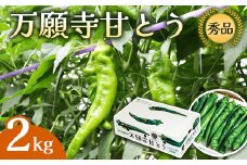 【2025年夏発送分】万願寺甘とう 化粧箱入 秀品 2kg 選べる容量 野菜 夏野菜 旬 地場産 地場野菜 地元野菜 発祥 伝統 京野菜 伝統野菜 万願寺とうがらし