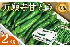 【2025年夏発送分】万願寺甘とう 化粧箱入 秀品 2kg 選べる容量 野菜 夏野菜 旬 地場産 地場野菜 地元野菜 発祥 伝統 京野菜 伝統野菜 万願寺とうがらし