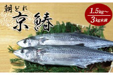 京鰆 1.5kg以上