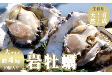 訳あり 岩がき 大サイズ 10個入 4kg前後 生食用 京都府 舞鶴産 牡蠣【～8月中頃まで】