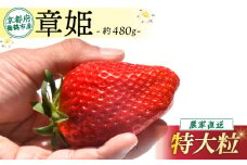 【2026年1月中旬以降発送】 いちご 章姫 480g前後 ( 特大粒 ) いちご 苺 イチゴ 果物 フルーツ 箱入り 完熟 真っ赤 おいしい 甘い 評判 農家直送 産地直送 鮮度 抜群 好評 人気 ハウス栽培 あきひめ 舞鶴 京都 嵯峨根農園