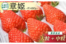 【2026年1月中旬以降発送】 いちご 章姫 480g前後 ( 大粒 + 中粒 ) いちご 苺 イチゴ 果物 フルーツ 箱入り 完熟 真っ赤 おいしい 甘い 評判 農家直送 産地直送 鮮度 抜群 好評 人気 ハウス栽培 あきひめ 舞鶴 京都 嵯峨根農園