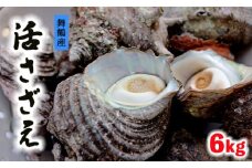 舞鶴産 活 さざえ 6kg