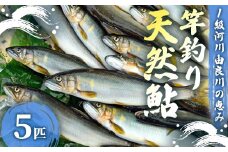 【2025年夏発送】天然鮎 竿釣り 5匹 （17～23cm） 【 冷蔵 由良川の竿釣り 由良川漁協 あゆ 鮎 新鮮 魚 さかな 直送 舞鶴 京都 魚介 川魚 塩焼き 生あゆ 】