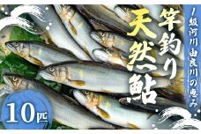 【2025年夏発送】天然鮎 竿釣り 10匹 （17～23cm） 【 冷蔵 由良川の竿釣り 由良川漁協 あゆ 鮎 新鮮 魚 さかな 直送 舞鶴 京都 魚介 川魚 塩焼き 生あゆ 】