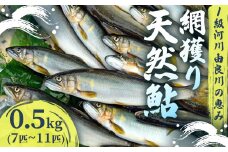 【2025年夏発送】 天然鮎 網獲り 約0.5kg（約7匹～11匹）【 由良川の網獲り 由良川漁協 鮮魚 生魚 活魚 あゆ 鮎 新鮮 魚 さかな 直送 舞鶴 京都 魚介 川魚 塩焼き 生あゆ 】