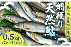 【2025年夏発送】 天然鮎 網獲り 約0.5kg（約7匹～11匹）【 由良川の網獲り 由良川漁協 鮮魚 生魚 活魚 あゆ 鮎 新鮮 魚 さかな 直送 舞鶴 京都 魚介 川魚 塩焼き 生あゆ 】