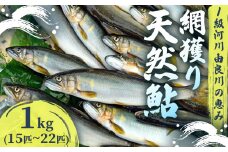 【2025年夏発送】 天然鮎 網獲り 約1kg（約15匹～22匹）【 由良川の網獲り 由良川漁協 鮮魚 生魚 活魚 あゆ 鮎 新鮮 魚 さかな 直送 舞鶴 京都 魚介 川魚 塩焼き 生あゆ 】