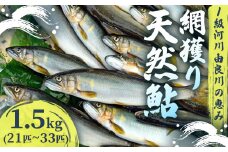 【2025年夏発送】 天然鮎 網獲り 約1.5kg（約21匹～33匹）【 由良川の網獲り 由良川漁協 鮮魚 生魚 活魚 あゆ 鮎 新鮮 魚 さかな 直送 舞鶴 京都 魚介 川魚 塩焼き 生あゆ 】