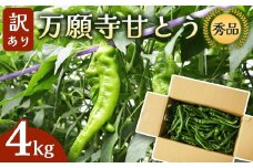 【訳あり】 万願寺甘とう 秀品 4kg | 長さ不揃い 辛くない京野菜 肉厚 ジューシー 京都産 旬 季節の野菜 詰め合わせ 京のブランド産品 京野菜 万願寺 まんがんじ 野菜 夏野菜 お土産 手土産 JA 京都 綾部