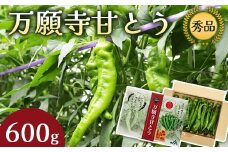 万願寺甘とう 秀品 600g 【 肉厚 ジューシー 辛くない 唯一の京野菜 国産 旬 季節の野菜 詰め合わせ 京のブランド産品 京野菜 万願寺 野菜 夏野菜 化粧箱 地場野菜 お土産 手土産 JA 京都 綾部 】