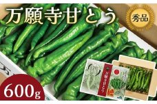 万願寺甘とう 秀品 600g 【 肉厚 ジューシー 辛くない 唯一の京野菜 国産 旬 季節の野菜 詰め合わせ 京のブランド産品 京野菜 万願寺 野菜 夏野菜 化粧箱 地場野菜 お土産 手土産 JA 京都 綾部 】
