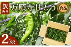 【訳あり】 万願寺甘とう 良品 2kg | 形・長さ不揃い 辛くない京野菜 夏限定 味覚 肉厚 ジューシー 京都産 旬 季節の野菜 詰め合わせ 京のブランド産品 京野菜 万願寺 まんがんじ 野菜 夏野菜 お土産 手土産 JA 京都 綾部