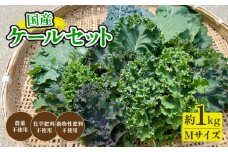 京都府産 ミックスケールM（約1.2kg）【 国産 産地直送 旬 季節の野菜 ケール 青汁 スーパーフード 野菜 緑黄色野菜 京都 綾部 】