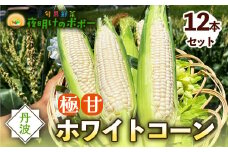 京都府産 極甘ホワイトコーン 12本（約4.5～5kg）【 とうもろこし トウモロコシ コーン ホイップコーン 季節の野菜 農家直送 旬 旬野菜 国産 野菜 朝採り 産地直送 期間限定 甘い コーン お取り寄せ 贈り物 ギフト 贈答 京都 綾部 】