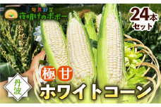 京都府産 極甘ホワイトコーン 24本（約9.5～10kg） とうもろこし トウモロコシ コーン ホイップコーン 季節の野菜 農家直送 旬 旬野菜 国産 野菜 朝採り 産地直送 期間限定 甘い コーン お取り寄せ 贈り物 ギフト 贈答 京都 綾部