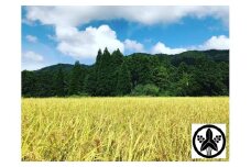 令和6年産 コシヒカリ10kg 【 京都 綾部 奥京都 米 コシヒカリ こしひかり お米 10キロ 精米 白米 こめ 米 農家直送 】