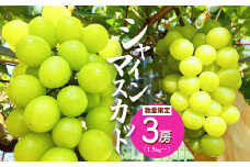 ≪先行予約≫ シャインマスカット 3房（1.5〜2kg） 【 京都 綾部 京都府産 シャインマスカット 先行予約 葡萄 ぶどう 果物 くだもの フルーツ デザート 農家直送 国産 産地直送 旬 】