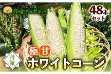 京都府産 極甘ホワイトコーン 48本（約19～19.5kg） とうもろこし トウモロコシ コーン ホイップコーン 季節の野菜 農家直送 旬 旬野菜 国産 野菜 朝採り 産地直送 期間限定 甘い コーン お取り寄せ 贈り物 ギフト 贈答 京都 綾部