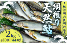 【2025年夏発送】 天然鮎 網獲り 約2kg（約30匹～44匹）【 由良川の網獲り 由良川漁協 鮮魚 生魚 活魚 あゆ 鮎 新鮮 魚 さかな 直送 綾部 京都 魚介 川魚 塩焼き 生あゆ 】