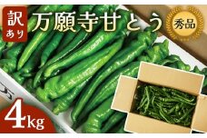【訳あり】 万願寺甘とう 秀品 4kg | 長さ不揃い 辛くない京野菜 肉厚 ジューシー 京都産 旬 季節の野菜 詰め合わせ 京のブランド産品 京野菜 万願寺 まんがんじ 野菜 夏野菜 お土産 手土産 JA 京都 綾部