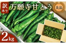 【訳あり】 万願寺甘とう 良品 2kg | 形・長さ不揃い 辛くない京野菜 夏限定 味覚 肉厚 ジューシー 京都産 旬 季節の野菜 詰め合わせ 京のブランド産品 京野菜 万願寺 まんがんじ 野菜 夏野菜 お土産 手土産 JA 京都 綾部