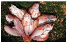 ～丹後の魚屋お薦め～高級のどぐろの一夜干し [№5716-0145]