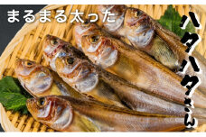 丸々太ったハタハタさん。ハタハタ 一夜干し 丸干し お取り寄せ 産地直送 食品 食べ物 おつまみ 魚貝類 干物 贈り物 プレゼント 家庭用 【※2025年4月中旬～順次発送】[№5716-0159]