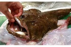 鮮度抜群！魚屋のアンコウ 魚介類 鍋セット 海鮮鍋 切り身 1kg 新鮮 海鮮 ギフト 冬 鍋[№5716-0199]