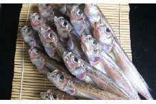 ハタハタ（特々大）干物 一夜干し 450g ×2箱【配送不可：離島】 魚貝類 [№5716-0206]