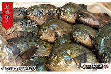 グレ（メジナ）生 3枚卸し×2匹分 [№5716-0324]