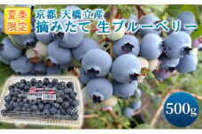 【ふるさと納税】令和7年夏季予約販売 摘みたて 生ブルーベリー 500g 〈お届け：2025年6月下旬～8月末まで 〉フルーツ ブルーベリー [№5716-0483]