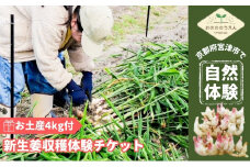 京都府産　生姜収穫体験チケット 新生姜お土産4kg付　栽培期間中 農薬 化学肥料 除草剤不使用[№5716-0637]