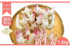 新生姜 京都府宮津産 25年発送分受付_新生姜 1.2kg 生姜 しょうが ショウガ 野菜 薬味 瑞々しい 甘酢漬け 宮津市 京都府[№5716-0680]