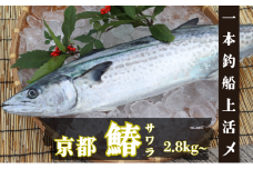 一本釣 船上活〆 寒サワラ 京都 宮津 [№5716-0696]