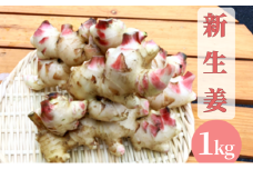 【先行予約】 新生姜 1kg 生姜 しょうが ショウガ 野菜 薬味 スパイス 辛味 大生姜 さわやか 宮津市 京都府[№5716-0718]
