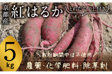京都府産　サツマイモ (紅はるか) 5kg　栽培期間中農薬・化学肥料・除草剤不使用[№5716-0748]