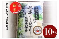 予約 令和7年産 新米 京都丹波米 こしひかり10kg● 米 白米 新米精米 こしひかり精米 京都丹波米精米 令和7年産米精米 白米精米 米つき 精米 こめ コメ つき米 精米済み 精米済 精米後 精米したて 10kg 国内産 こしひかり ※精米したてをお届け コシヒカリ ※北海道・沖縄・離島への配送不可 ※2025年9月中旬以降順次発送