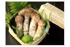 【先行予約】数量限定 丹波松茸（篭入り）特選上物＜丹波四季菜料理 宮本屋＞≪松茸 丹波松茸 天然松茸 先行予約松茸天然 数量限定松茸天然 丹波松茸天然 特選松茸天然 上物松茸天然 篭入り松茸天然 宮本屋松茸天然 予約松茸天然 松茸天然 まつたけ 天然 マツタケ 松茸 てんねん 天然物 国産天然松茸 丹波産天然松茸 ≫ ※天然物のため10月頃～11月頃に入荷次第順次発送予定 ※配送不可地域あり
