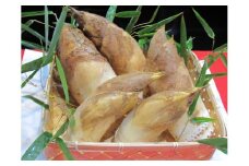 ［先行予約］京野菜「京筍」採れ採れ発送（特選上物3kg）◇《タケノコ たけのこ》
※2026年3月下旬頃から順次発送予定
※北海道・沖縄・離島への発送不可