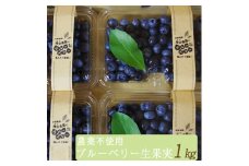 【先行予約】＜すだ農園＞栽培期間中農薬不使用 朝摘み ブルーベリー 生果実 1kg◇ ｜ 果実 新鮮 フルーツ ※北海道・沖縄・離島への発送不可 ※2025年7月上旬～8月中旬頃に順次発送予定