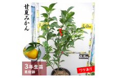 《訳あり》3年生 苗木 ◇柑橘類 甘夏みかん[果樹鉢苗 2023年]　※北海道・沖縄・離島への配送不可