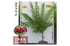＜すだ農園＞2年生 苗木 ◇ユスラウメ(山桜桃)[地中ポット苗 2024年] ※2025年12月上旬～2026年5月下旬頃に順次発送予定 ※北海道・沖縄・離島への配送不可
