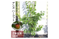 ＜すだ農園＞2年生 苗木 ◇アンズ(杏) ハーコット[地掘苗 2024年] ※2025年11月中旬～2026年4月下旬頃に順次発送予定 ※北海道・沖縄・離島への配送不可
