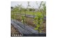 ＜すだ農園＞2年生苗◇アンズ(杏) ハーコット