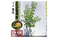 ＜すだ農園＞2年生 苗木 ◇ウメ(実梅)鶯宿(おうしゅく)[地掘苗 2024年] ※2025年11月中旬～2026年4月下旬頃に順次発送予定 ※北海道・沖縄・離島への配送不可